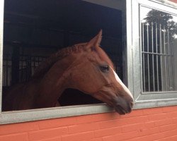 dressage horse Donna 470 (Hanoverian, 2000, from Dream of Glory)