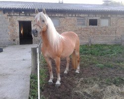 broodmare Stella-Halla II (Haflinger, 2001, from Stromer)