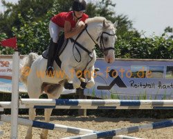 jumper Cash Snowy (Tinker / Irish Cob / Gypsy Vanner, 2005)