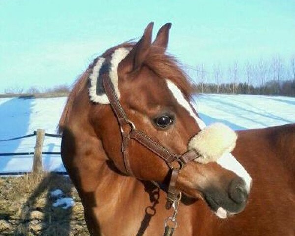 horse Majan's Roxy (Nederlands Welsh Ridepony, 1992, from Jacobspeel's Rocky)