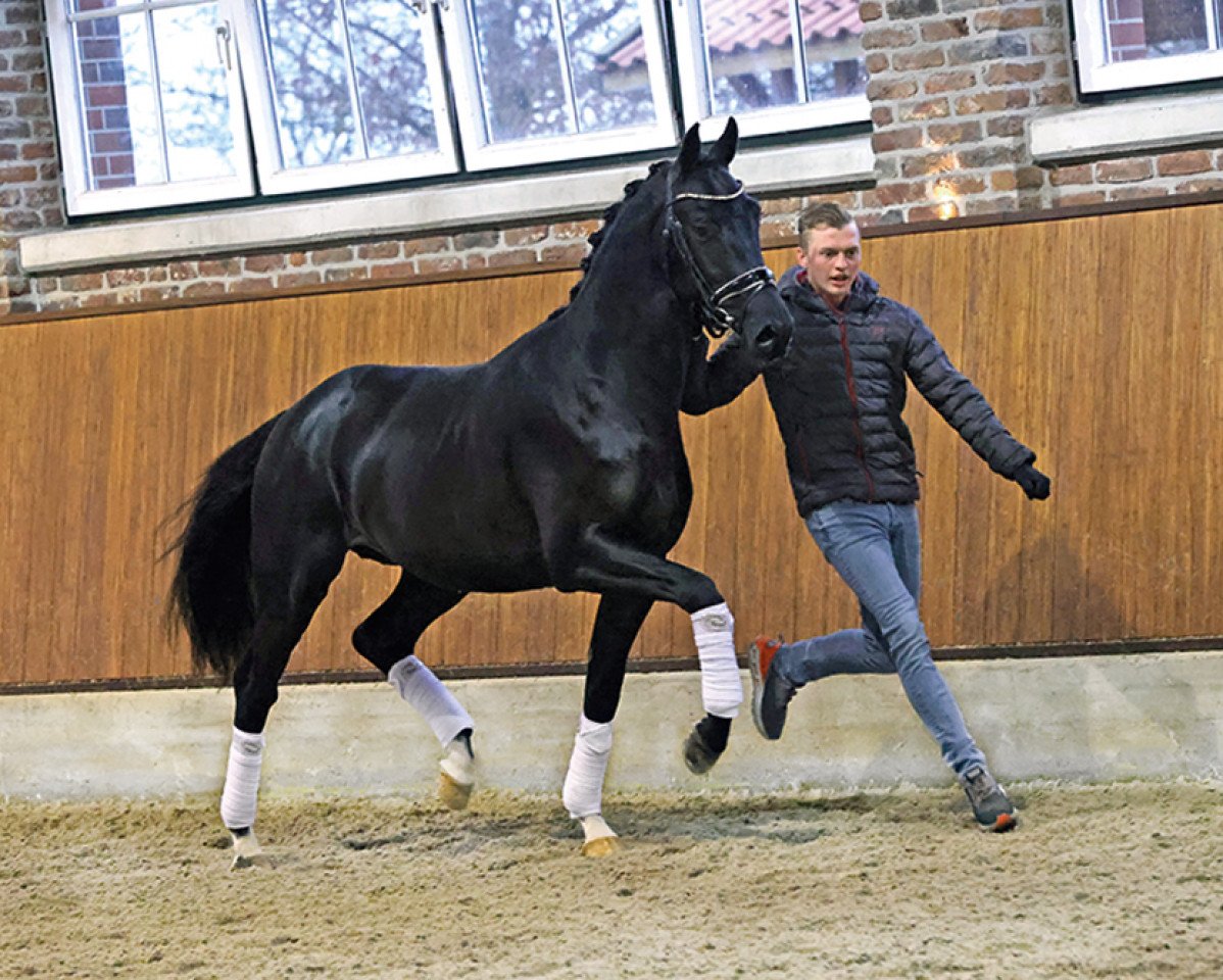 Deckhengst Prime Time 244 FIN (KWPN (Niederländisches Warmblut), 2019, von Painted Black)
