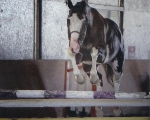 stallion Colored Sunset xx (Thoroughbred, 2008, from Chet D T xx)