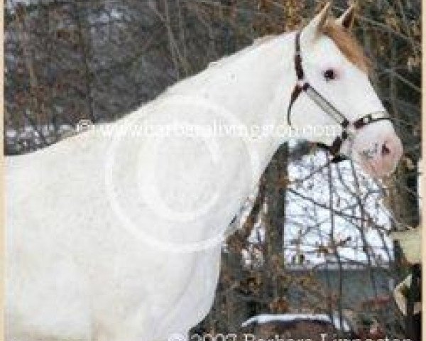 stallion Chet D T xx (Thoroughbred, 2000, from Puchilingui xx)