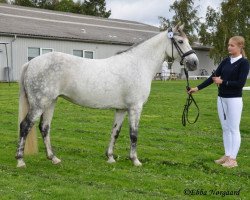 dressage horse Lissakillen Lady (Connemara Pony, 2008, from Ashfield Romeo)