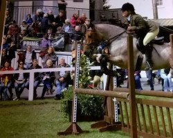 dressage horse Brock Blizzard (Connemara Pony,  , from Ashfield Romeo)