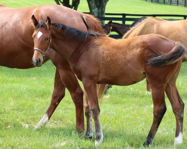 horse Hengst von Bernardini xx (Thoroughbred, 2019, from Bernardini xx)