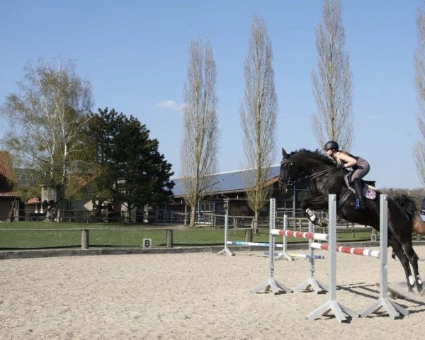 dressage horse Rock it Girl (Bavarian, 2007, from Rivero III)