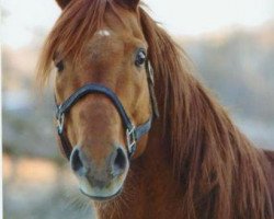 stallion Cathy's Regal Son xx (Thoroughbred, 1987, from Raise A Regal xx)