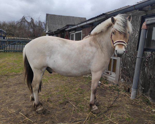 horse Glibings Gau (Fjord Horse, 2008, from Glibings Ajs FJH 736)