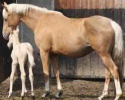 broodmare Magnolia GF (Trakehner, 2007, from Rff The Alchemist xx)