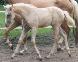 horse Maravillosa GF (Noble Warmblood, 2013, from Glitter of Gold xx)