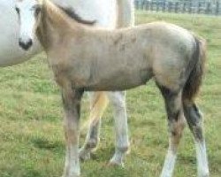 broodmare Shew O'Gold G F xx (Thoroughbred, 2005, from Guaranteed Gold xx)