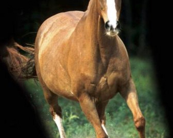 broodmare Haleyshalo xx (Thoroughbred, 1990, from Sunnys Halo xx)