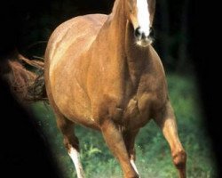 broodmare Haleyshalo xx (Thoroughbred, 1990, from Sunnys Halo xx)