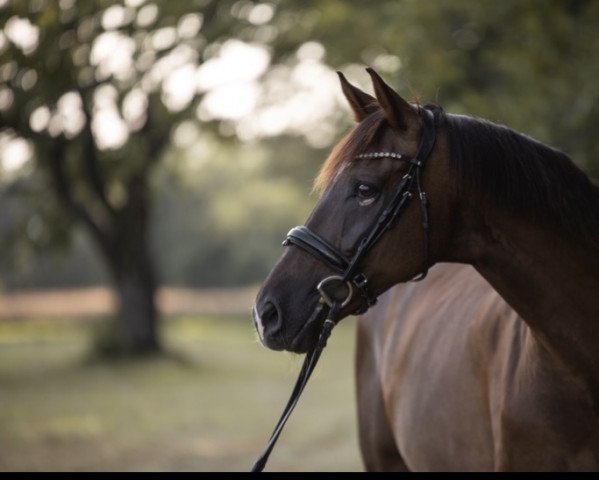 dressage horse Don Rocco (Hanoverian, 2010, from Don Romantic)