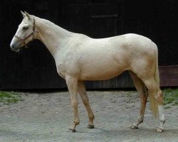 Zuchtstute Golden Desire T B xx (Englisches Vollblut, 2000, von Majestic Regent xx)