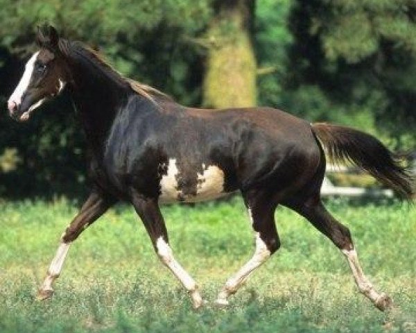 broodmare Dressed To Dance xx (Thoroughbred, 2001, from Racey Remarque xx)