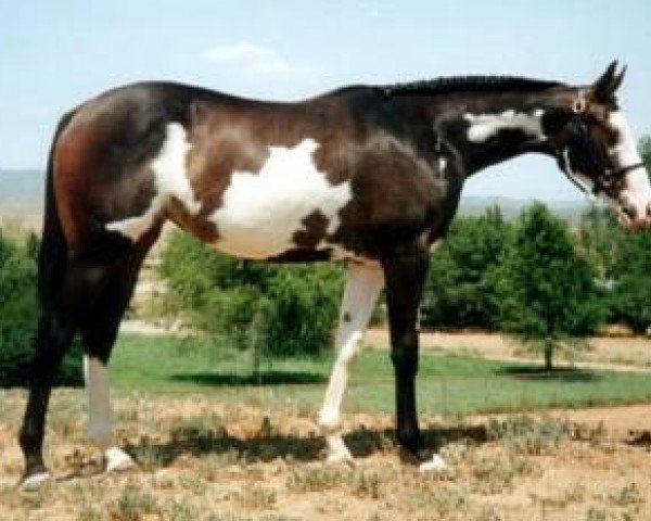 broodmare Quit Staring xx (Thoroughbred, 2002, from Racey Remarque xx)