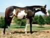 broodmare Quit Staring xx (Thoroughbred, 2002, from Racey Remarque xx)