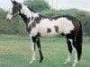 stallion Ellusive Quest xx (Thoroughbred, 2000, from Sonnys Solo Halo xx)