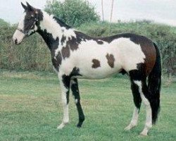 stallion Ellusive Quest xx (Thoroughbred, 2000, from Sonnys Solo Halo xx)