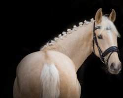 Dressurpferd Cloud Royal (Kleines deutsches Reitpferd, 2018, von Soel'rings Cuvee)