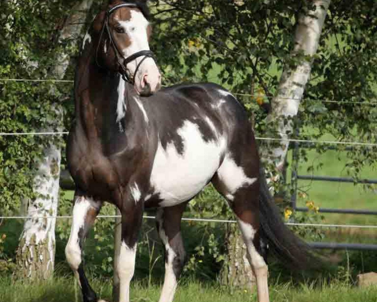 stallion Letter Of Marque xx (Thoroughbred, 2005, from Ellusive Quest xx)