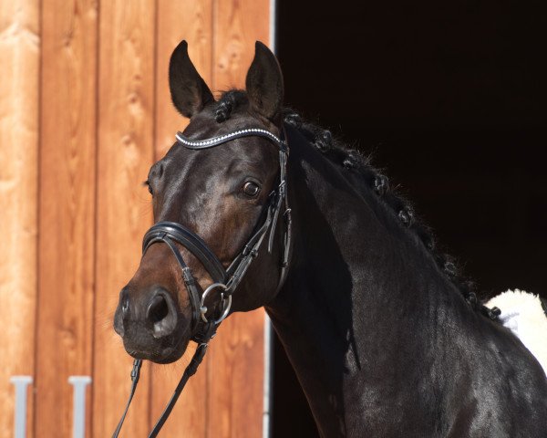 stallion For Austria (Oldenburg, 2017, from For Romance I)