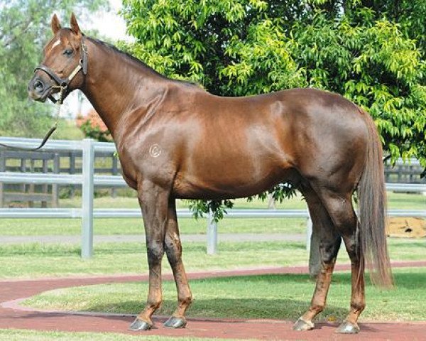 stallion Hotel Grand xx (Thoroughbred, 2002, from Grand Lodge xx)