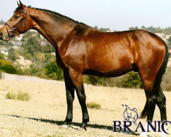 stallion Quartz d'Eclipse (Holsteiner, 2005, from Quidam de Revel)