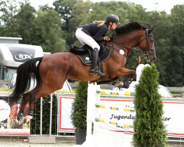 jumper Chacco Brown 3 (Hanoverian, 2012, from Tannenhof's Chacco Chacco)