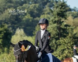 dressage horse Don Rio (Hanoverian, 2008, from Don Crusador)