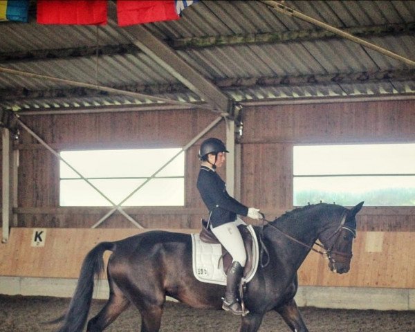 dressage horse Waitano 6 (Hanoverian, 2003, from Waterford)