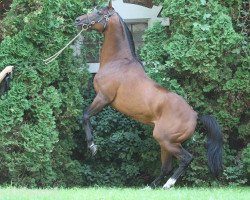 stallion Camill xx (Thoroughbred, 2004, from Monsun xx)