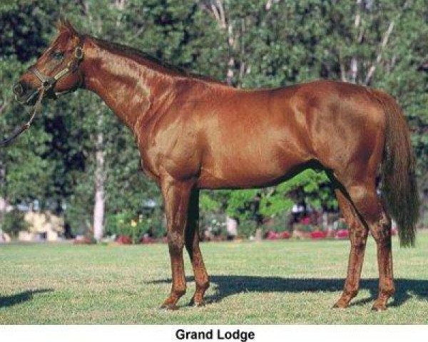 stallion Grand Lodge xx (Thoroughbred, 1991, from Chief's Crown xx)