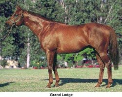 stallion Grand Lodge xx (Thoroughbred, 1991, from Chief's Crown xx)