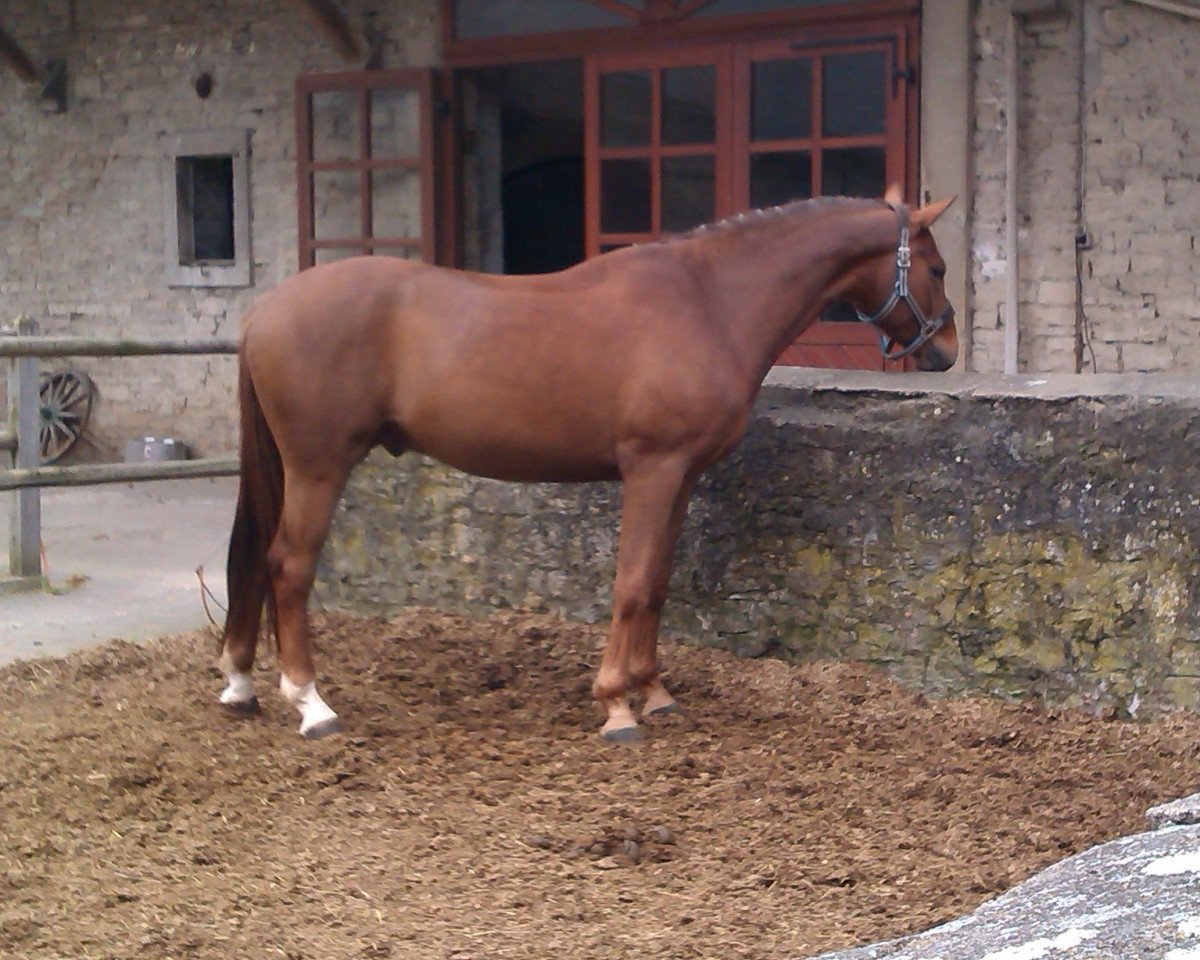 dressage horse Solitaire (Hanoverian, 2009, from Swarovski)