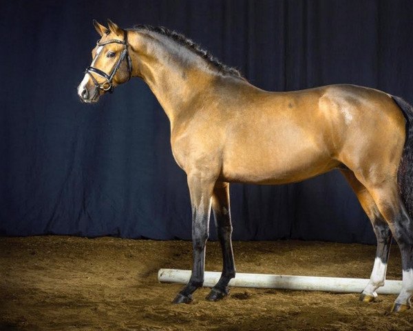 stallion Gin fizz f (German Riding Pony, 2018, from Golden West NRW)