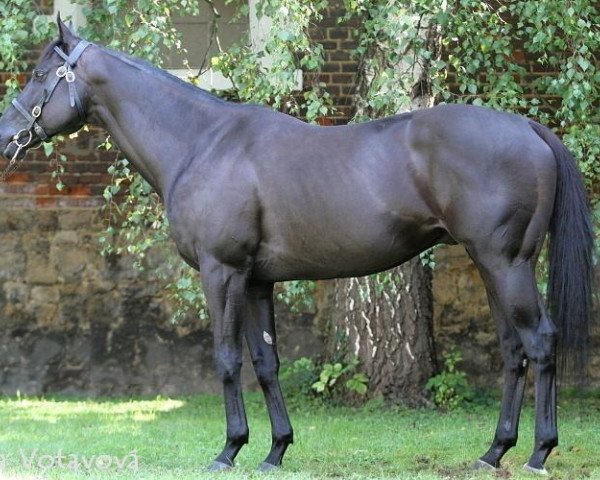 stallion Blue Coral xx (Thoroughbred, 2004, from Grand Lodge xx)