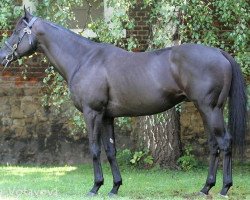 stallion Blue Coral xx (Thoroughbred, 2004, from Grand Lodge xx)