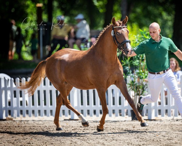 broodmare Dewdrop YS (German Riding Pony, 2018, from Dark Delight B)