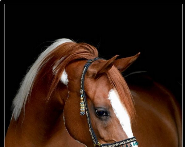 Zuchtstute Mira´s Psynissima (Arabisches Halbblut / Partbred, 2009, von Psyches Ambassador ox)