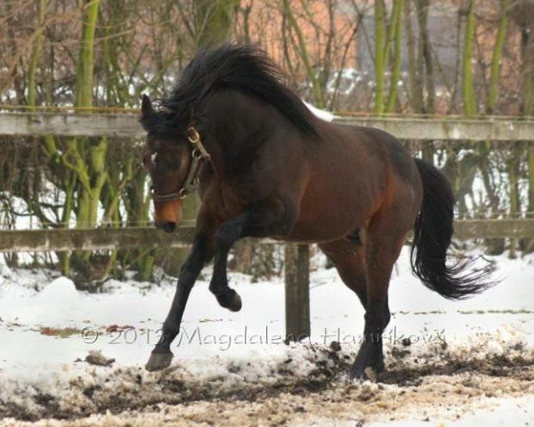 Deckhengst Colorado Kid xx (Englisches Vollblut, 2005, von Lemon Drop Kid xx)