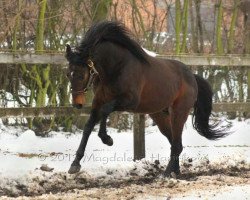 stallion Colorado Kid xx (Thoroughbred, 2005, from Lemon Drop Kid xx)