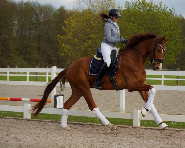 dressage horse Feuertänzer (Oldenburg, 2017, from Floris Prince)