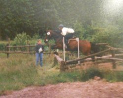 Pferd Cindy (Holsteiner, 1981, von Calvados I)