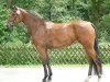 broodmare Pirmina Royal (Westphalian, 2008, from Peking)