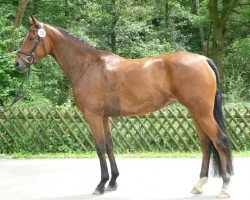 broodmare Pirmina Royal (Westphalian, 2008, from Peking)