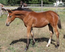 broodmare Benicia M (Hanoverian, 2013, from Callaho's Benicio)