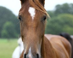 jumper Florencio B (Hanoverian, 2010, from For Edition)